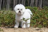 BICHON FRISE 387